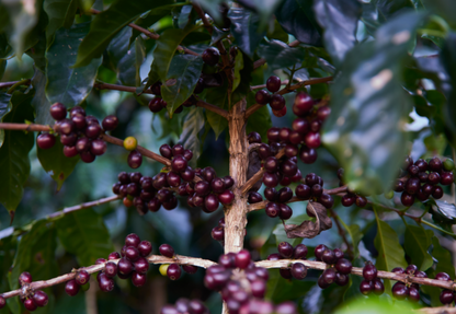 Guatemala Coffee